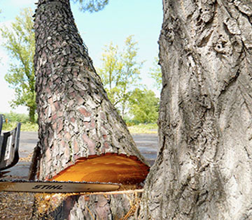 Devis abattage d’arbre 33 accessible gratuitement avec l’entreprise Peltin