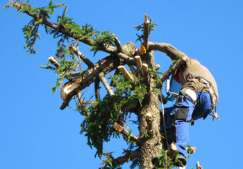 Abattage et élagage d'arbre à Saint Jean d'Illac et ses environs