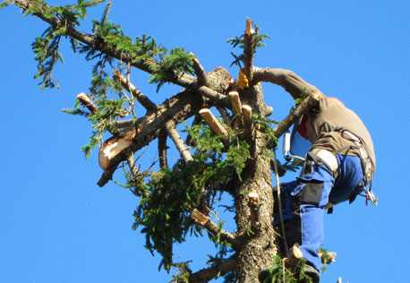 un élagueur professionnel à Saint Jean d'Illac et ses environs